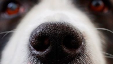 nariz de perro y su olfato
