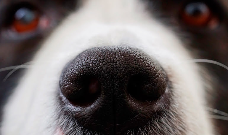 nariz de perro y su olfato