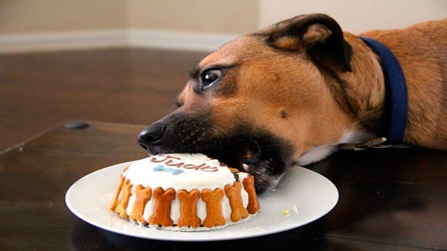 pastel para perro