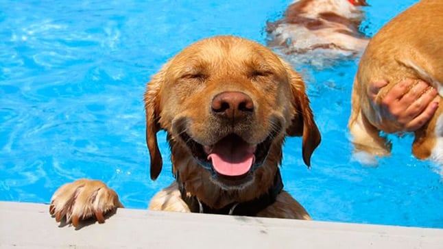 perro en piscina