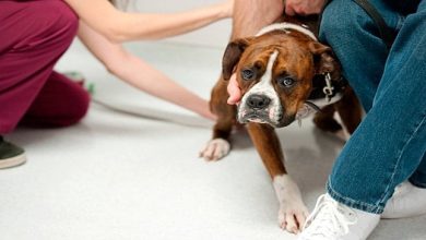 perro con miedo al veterinario