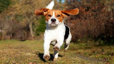 beagle perro