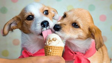 perritos comiendo helado