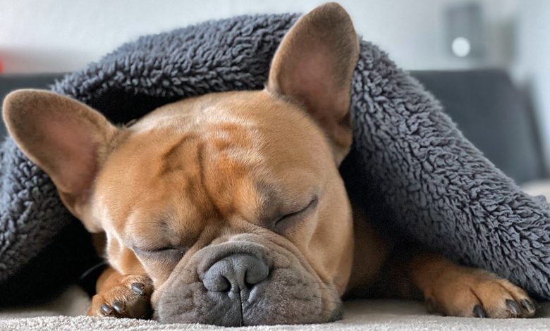 perro con neumonia tapado por una manta