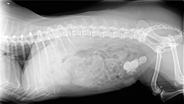 radiografia calculos renales perro