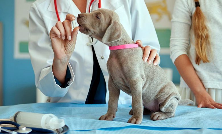 revision de cachorro en clinica veterinaria