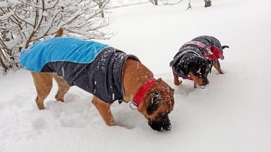 perros comiendo nieve