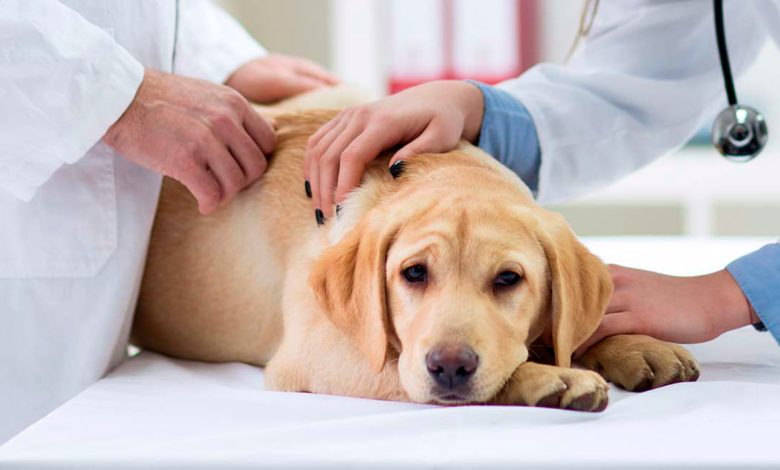perro con artritis en el veterinario
