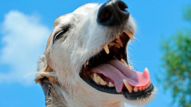 perro con la boca abierta mostrando dientes y encias