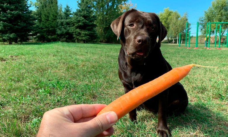 perro esperando una zanahoria para comersela