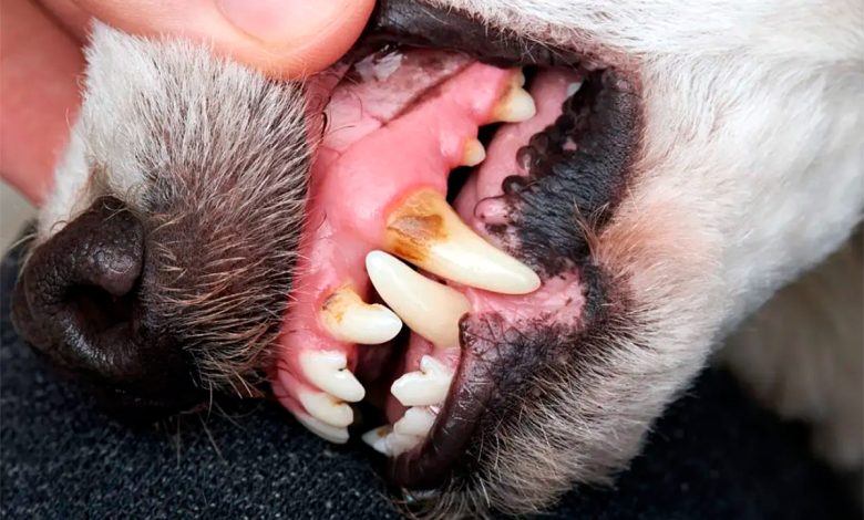 dientes de perro con sarro