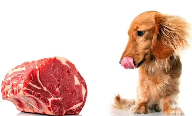 perro junto a carne