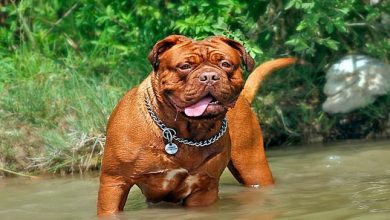 perro de gran tamaño jugando en el agua