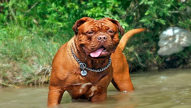 perro de gran tamaño jugando en el agua