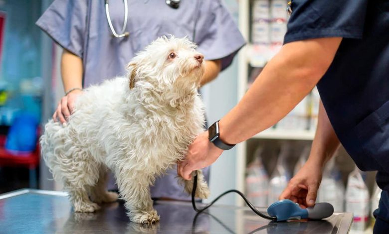 perro en revision veterinaria
