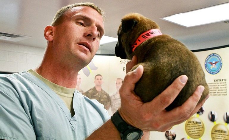 cachorro en el veterinario para la vacunación contra el moquillo