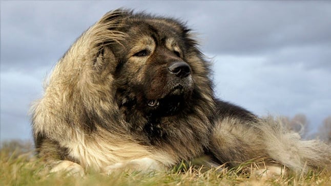 perro pastor caucasico