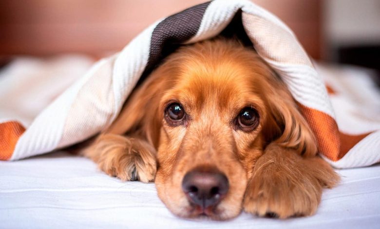 perro reposando bajo una manta