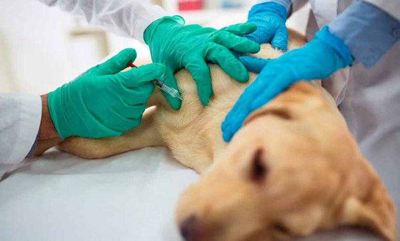 perro recibiendo un tratamiento con celulas madre