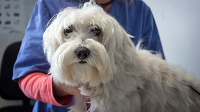 perro con Amiloidosis en el veterinario
