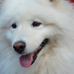 Cara de perro Samoyedo