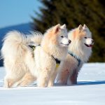 Pareja de perros Samoyedo en la nieve