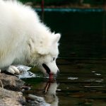 Samoyedo bebiendo agua