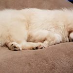 Samoyedo durmiendo en el sofá