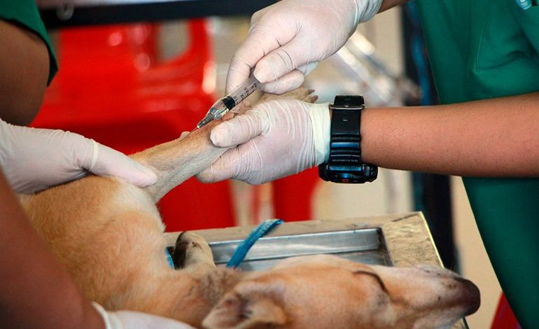 perro anestesiado en clínica veterinaria