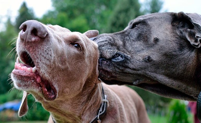 perro oliendo el oido de otro perro con malassezia
