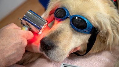 tratamiento de radioterapia a perro con cancer