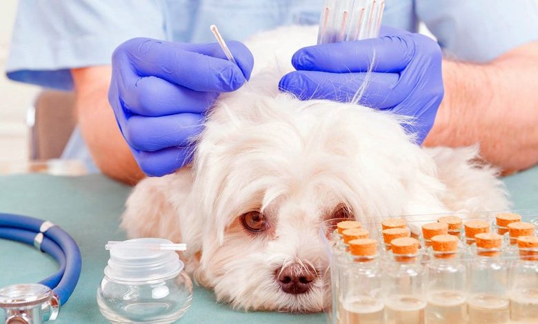 aplicando tratamiento de acupuntura en un perro