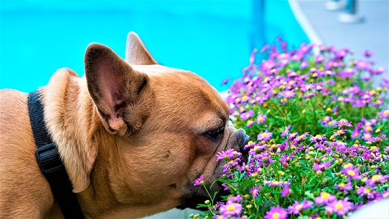 bulldog francés oliendo unas flores
