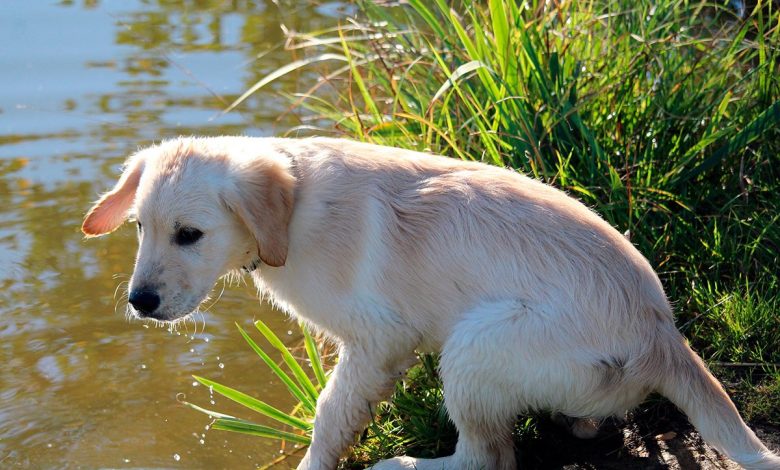 cachorro de perro bebiendo agua estancada