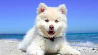 cachorro tomando el sol en la playa