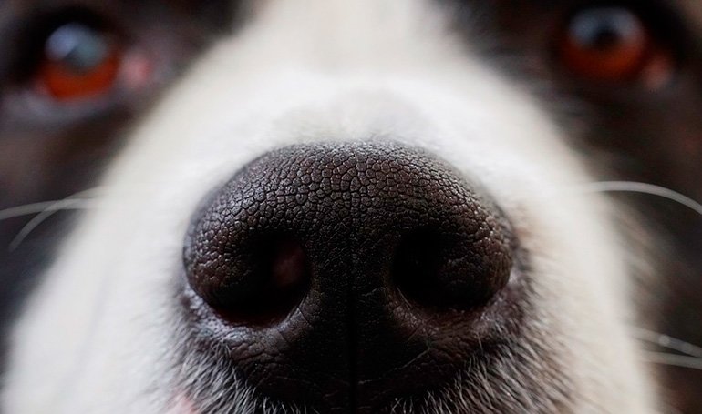 nariz de un perro