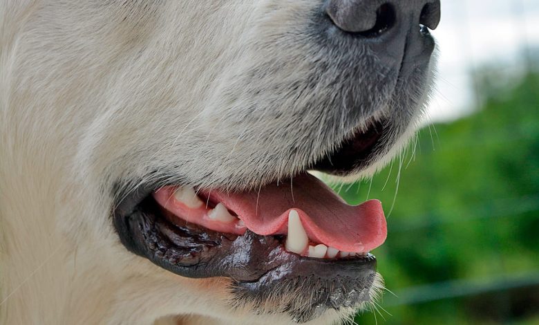 hocico de perro mostrando los dientes