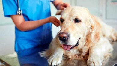 perro con Hipoadrenocorticismo en consulta veterinaria 2