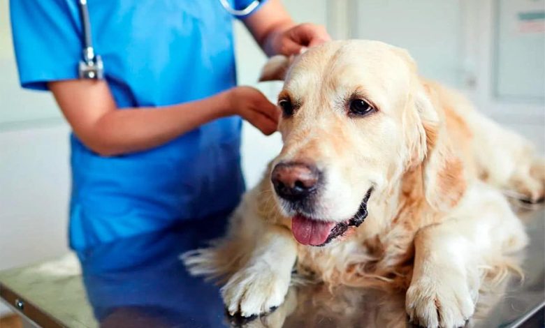 perro con Hipoadrenocorticismo en consulta veterinaria 2