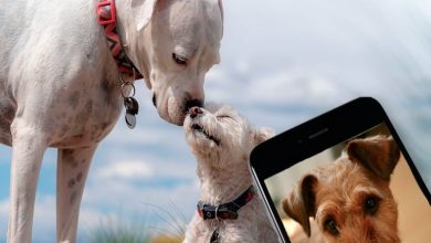 apps para perros
