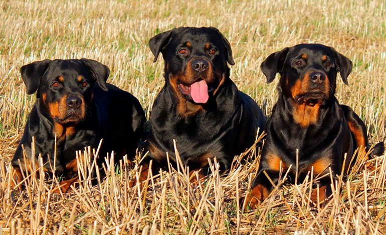 grupo de perros de raza rottweiler