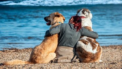 mujer en compañia de sus dos perros en la playa