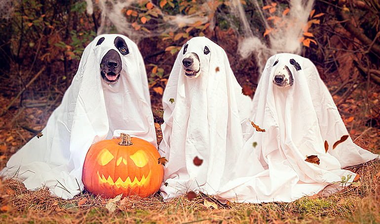 perros disfrazados de fantasmas