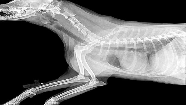 radiografia de perro
