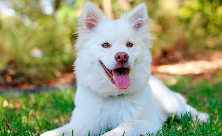 perro de pelo blanco