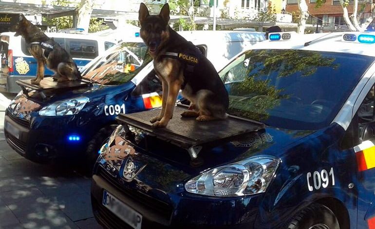 perros policía sobre el coche policial