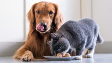 perro y gato comiendo