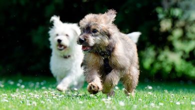 perros corriendo sobre la hierba