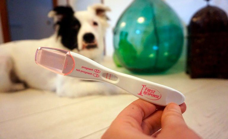 test de embarazo en perros