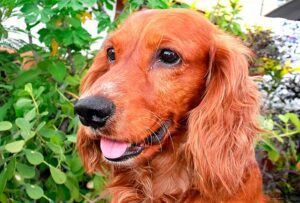 Diferencias entre Cocker Spaniel Inglés y Cocker Americano